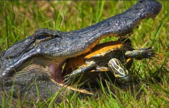 郭杰瑞吃瓜鳄鱼视频大全,一场惊心动魄的美食冒险