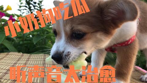 带你吃瓜搞笑狗狗视频,狗狗吃瓜视频，笑料横生萌态十足