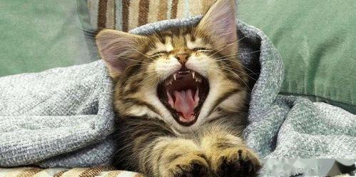 猫吃蓝瓜视频大全,趣味视频大盘点