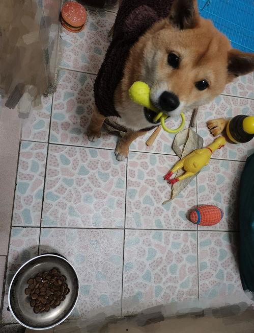 狗子可以吃瓢瓜菜吗视频,瓢瓜菜，狗狗的新宠？