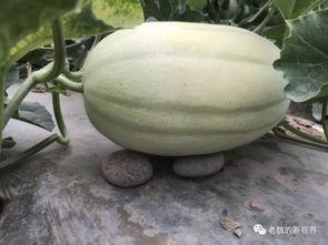 那些吃瓜视频在哪找的,源头揭秘，带你走进幕后