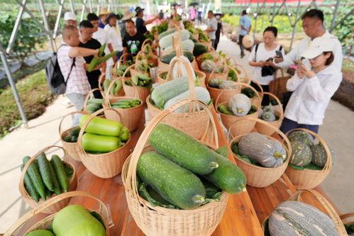 福华世家吃瓜视频大全,吃瓜视频大全，揭秘娱乐圈幕后故事