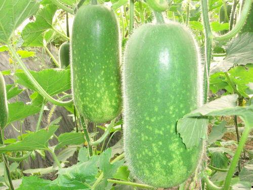 幸运吃瓜小哥视频大全,揭秘短视频界的欢乐源泉