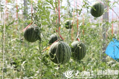 利川吃瓜视频李温柔,利川吃瓜视频背后的故事与魅力