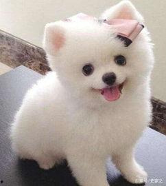 博美可以吃洋瓜吗视频讲解,营养专家视频解析