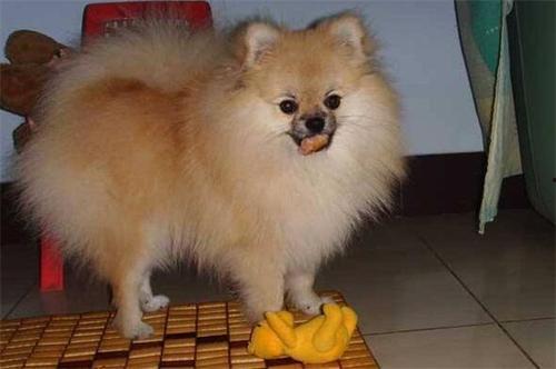 博美可以吃洋瓜吗视频讲解,营养专家视频解析