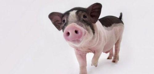 小猪吃羊角瓜好吗视频大全,趣味视频大全回顾