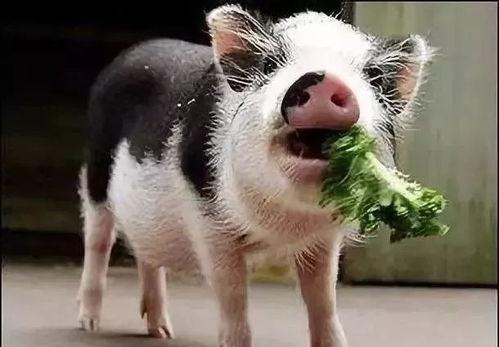小猪吃羊角瓜好吗视频大全,趣味视频大全回顾