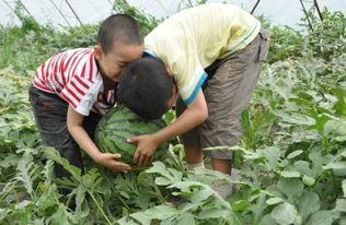大邑吃瓜事件视频最新,一场网络热议背后的真相揭秘