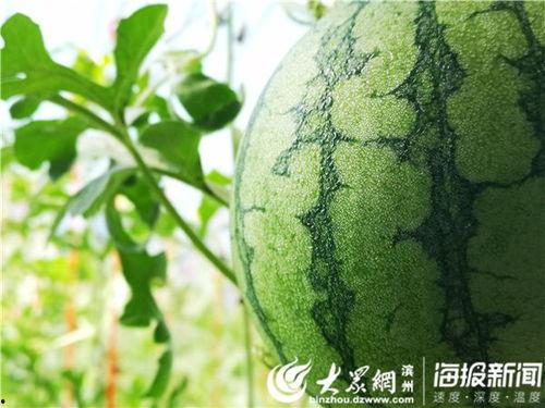 桔沙瓜怎么吃才好吃视频,视频教你轻松享鲜