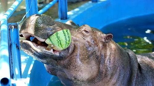 野生动物吃野瓜视频播放,野瓜盛宴视频播放揭秘