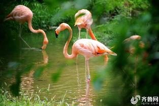 野生动物吃野瓜视频播放,野瓜盛宴视频播放揭秘