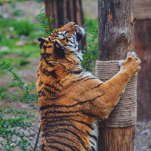 野生动物吃野瓜视频播放,野瓜盛宴视频播放揭秘