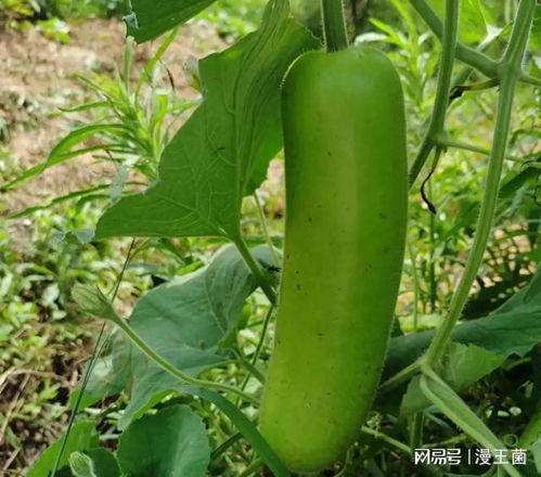 韩国人吃瓠子瓜视频,瓠子瓜的独特风味之旅