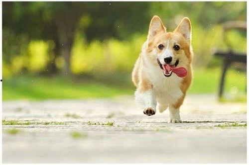 柯基犬吃哈密瓜视频教程,轻松学会喂食技巧