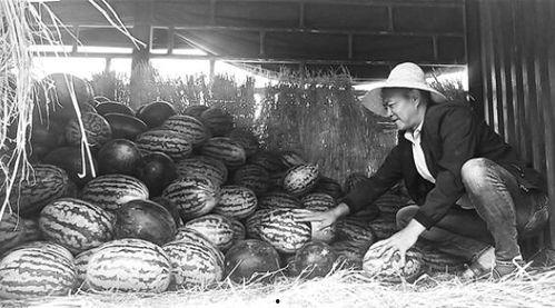 大城县吃瓜群众视频曝光,揭秘当地民生热点事件