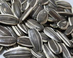 磕瓜五香瓜子怎么吃的视频,轻松学会美味瓜子的正确吃法