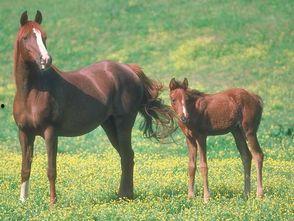 儿童马吃瓜视频,萌态十足，儿童乐园温馨瞬间