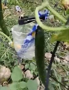 吕梁吃瓜事件真相视频,揭秘真相背后的惊人内幕