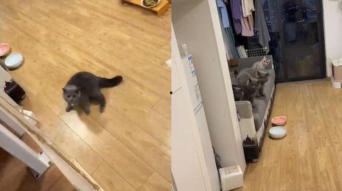 吃瓜群众搞笑猫猫视频在线观看,萌态百出视频盛宴