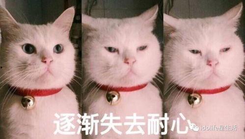 吃瓜群众搞笑猫猫视频在线观看,萌态百出视频盛宴