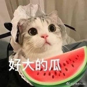 网红秃崽吃瓜视频观看全集,揭秘网红圈幕后故事