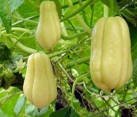 吃佛手瓜能帮助睡眠吗视频,轻松改善睡眠质量新选择”