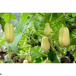 吃佛手瓜能帮助睡眠吗视频,轻松改善睡眠质量新选择”