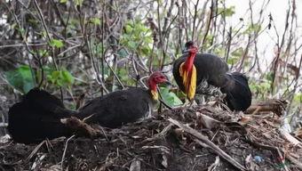 吃瓜小能手教学视频,轻松掌握瓜界教学视频精华