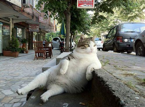 猫咪可以吃白土瓜吗视频