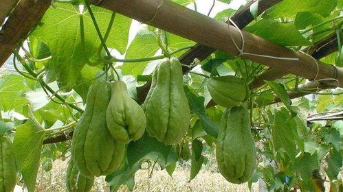 只有中国人吃佛手瓜吗视频,佛手瓜，中国独享的美食之谜