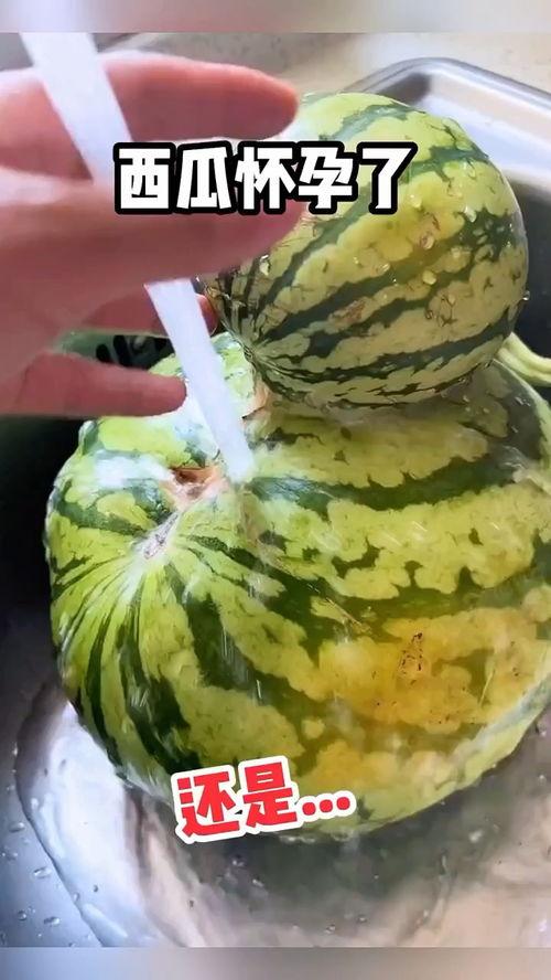 吃瓜图片搞笑视频下载,搞笑视频下载，尽享欢乐时光