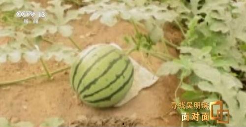 台湾大陆人民吃瓜视频,网络视频见证两岸文化交流