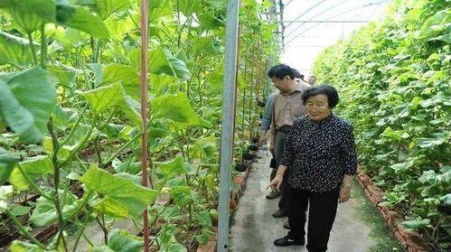 直播吃瓜大料是真的吗视频,揭秘视频真相与谣言