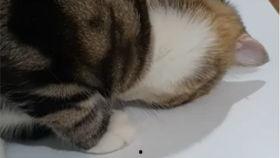 卷毛吃瓜视频是什么