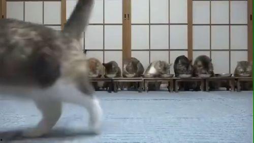 卷毛吃瓜视频是什么