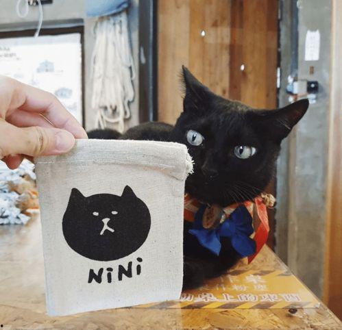 相扑猫酒店吃瓜视频大全,萌宠搞笑瞬间大盘点