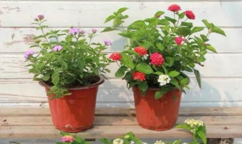 最新莱州吃瓜事件视频,一场引发热议的网络风波