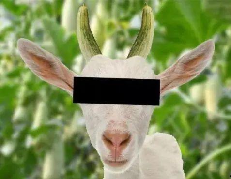 羊吃瓜视频,揭秘农场里的欢乐时光