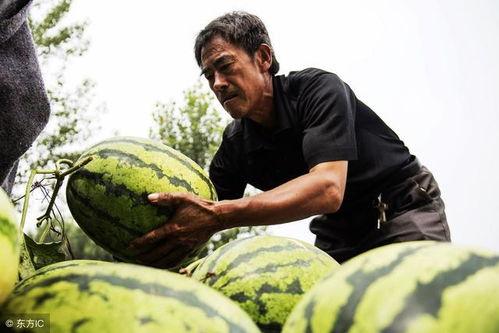老汉吃瓜视频在线观看,趣味横生的乡村生活瞬间
