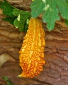 吃瓜内黄视频,一场视觉盛宴背后的故事