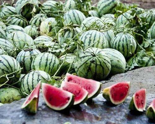 喜欢吃的瓜如何种植视频,跟随视频轻松学会种出美味瓜果