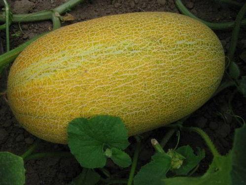 入夏吃哈密瓜好吗视频,哈密瓜的入夏美味之旅