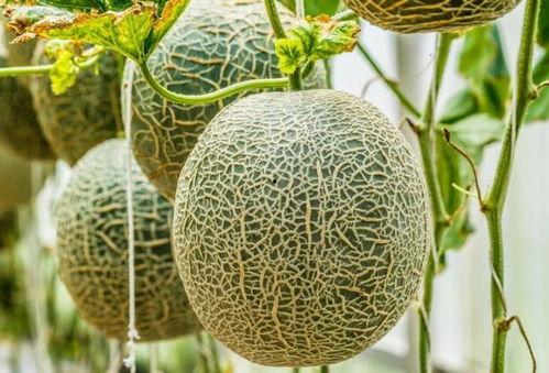 入夏吃哈密瓜好吗视频,哈密瓜的入夏美味之旅