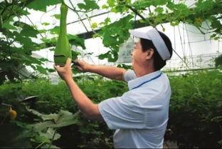 砍瓜吃的危害视频大全集,视频大全集深度解析