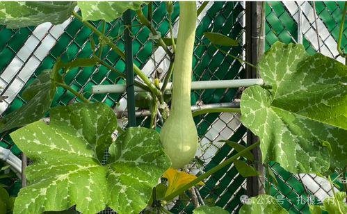 砍瓜吃的危害视频大全集,视频大全集深度解析