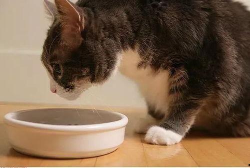 小猫咪吃蜜瓜好吗视频,蜜瓜成猫美食？小猫咪吃蜜瓜的安全性揭秘