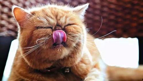 小猫咪吃蜜瓜好吗视频,蜜瓜成猫美食？小猫咪吃蜜瓜的安全性揭秘