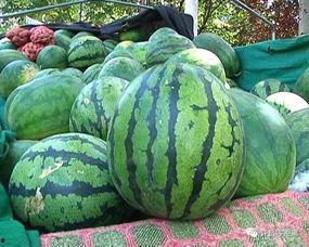 西瓜群众吃瓜视频,揭秘西瓜群众吃瓜视频背后的故事