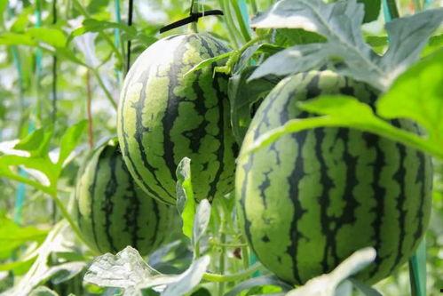 西瓜群众吃瓜视频,揭秘西瓜群众吃瓜视频背后的故事